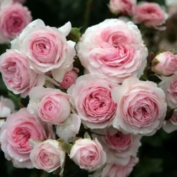 Tüplü Koleksiyonluk Açık Pembe Larissa Yediveren Gül Fidan