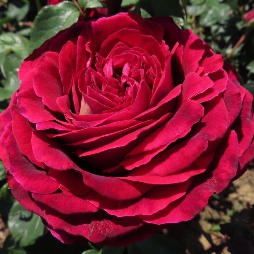 Yediveren Tüplü Kokulu Emma Gül Fidanı