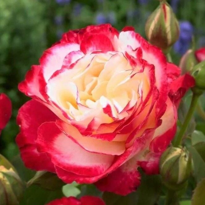 Tüplü Double Delight Pembe Beyaz Yediveren Gül Fidanı