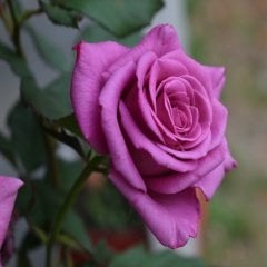 Tüplü Jacaranda Fc Pembe Gül Fidanı