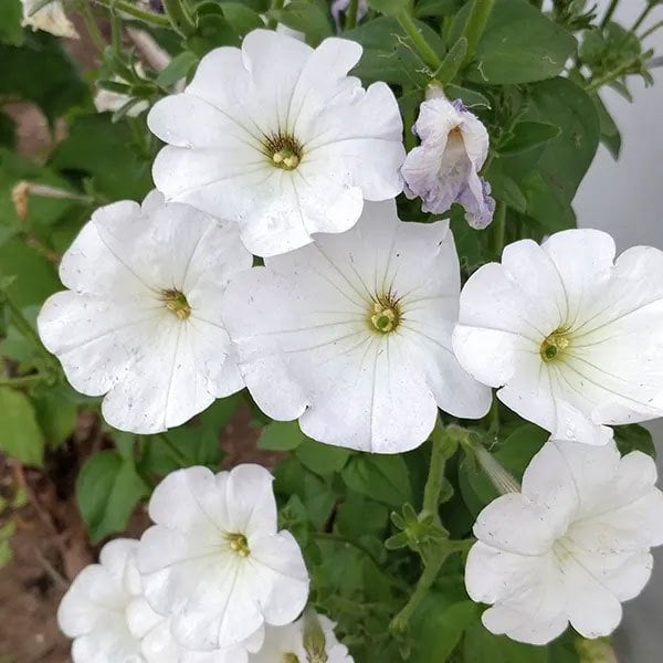 Potunia Plus Serisi Beyaz Kokulu Petunya Çiçeği Fidesi (3 adet)