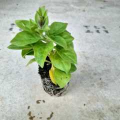 Potunia Plus Karışık Renkli Petunya Fidesi (10 adet)