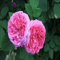 Tüplü Larissa Fc Açık Pembe Gül Fidanı