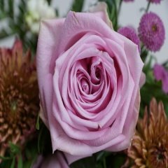 Tüplü Lavender FC Mor Gül Fidanı