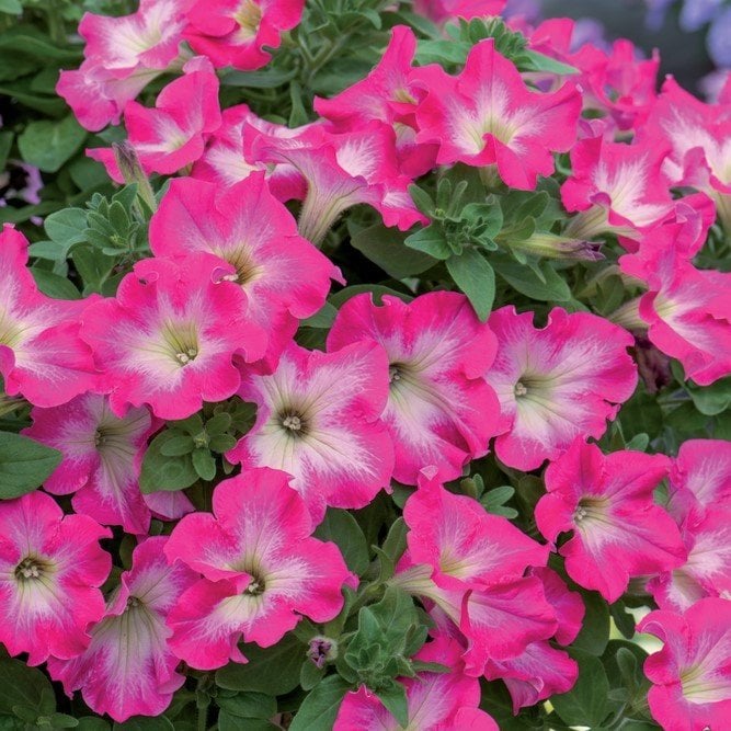 Sweetunia Baby Pembe Sweet Petunya Fidesi (3 adet)