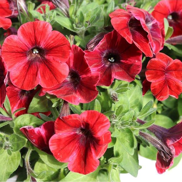 Sweetunia Koyu Kırmızı Fioma Flash Petunya Fidesi (3 adet)