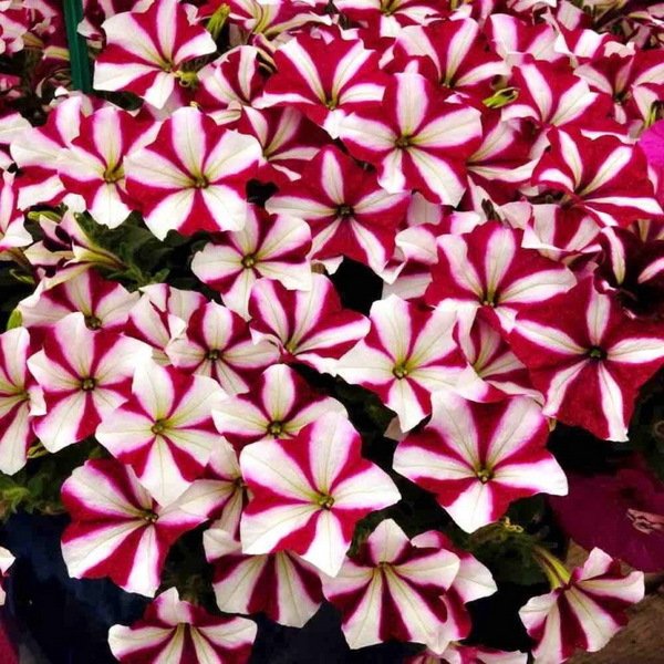 Kokulu Sweetunia Hot Pembe Petunya Fidesi (3 adet)
