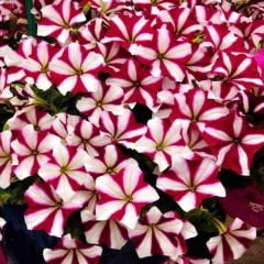 Kokulu Sweetunia Hot Pembe Petunya Fidesi (3 adet)