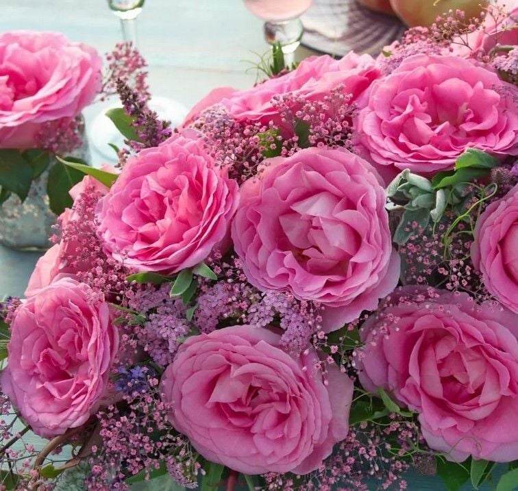 Yediveren Tüplü Beverly Yoğun Kokulu Gül Fidanı