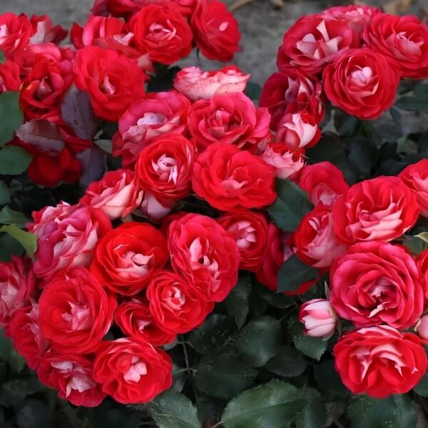 Tüplü Ödüllü Yediveren Rosige Landdrostei Yediven Gül Fidanı