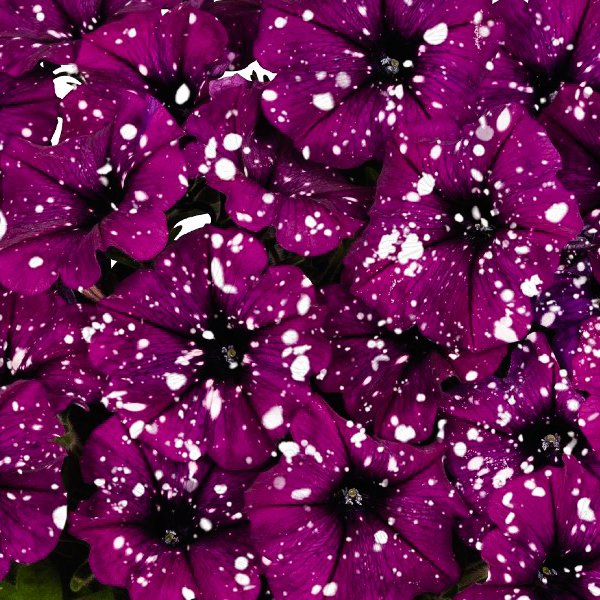 Benekli Suprise Sparkling Bordo Petunya Fidesi (3 adet)