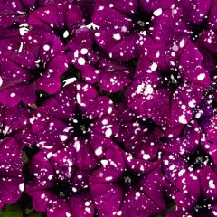 Benekli Suprise Sparkling Bordo Petunya Fidesi (3 adet)