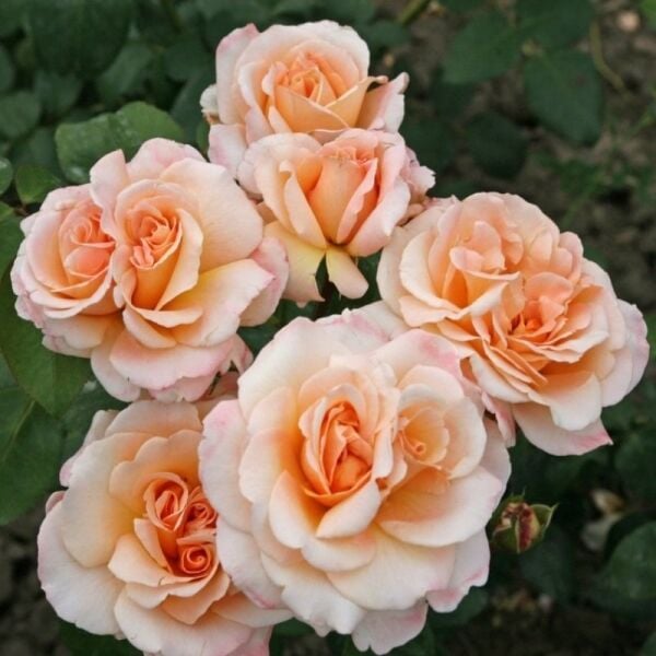 Yediveren Tüplü Oh Happy Day Kokulu Gül Fidanı