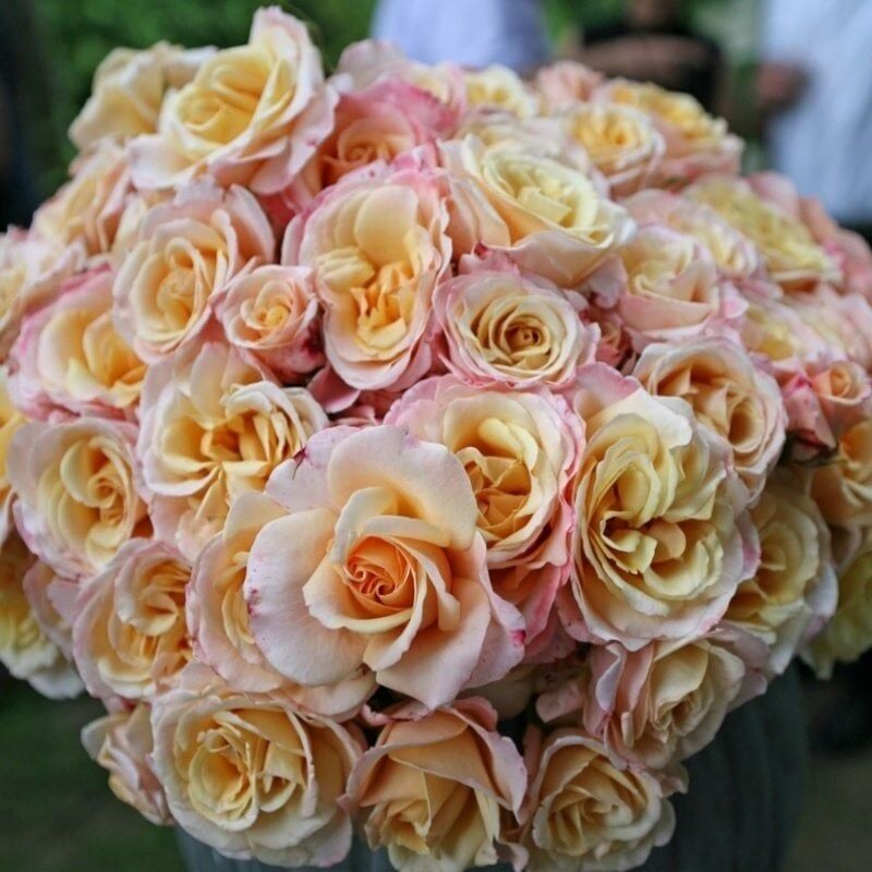 Yediveren Tüplü Oh Happy Day Kokulu Gül Fidanı