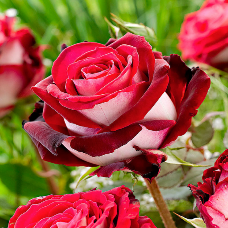 Yediveren Tüplü Osiria Kırmızı Beyaz Renkli Türk Gülü Fidanı (80-120 cm 4-5 Yaş)