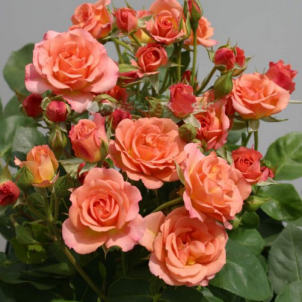 Tüplü Soğuğa Dayanıklı Peach Taifun Yediveren Alman Gül Fidanı