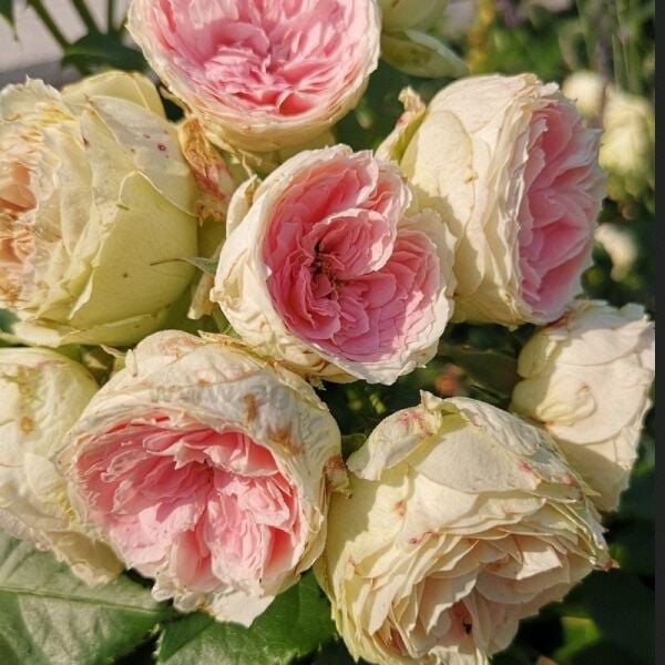 Yediveren Tüplü Hybrid Tea Pompon Çok Goncalı Soğuğa Dayanıklı Masal Gülü Fidanı