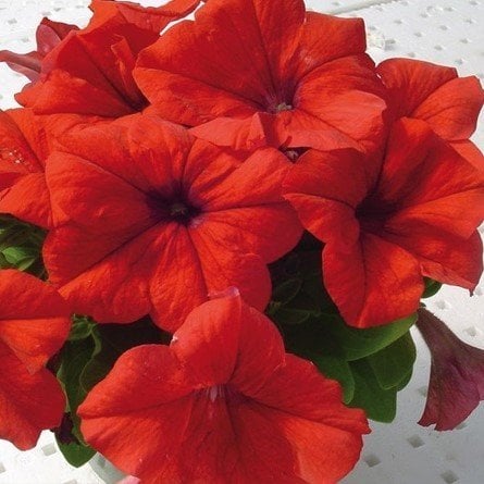 Potunia Serisi Dark Red Petunya Fidesi(2 adet)