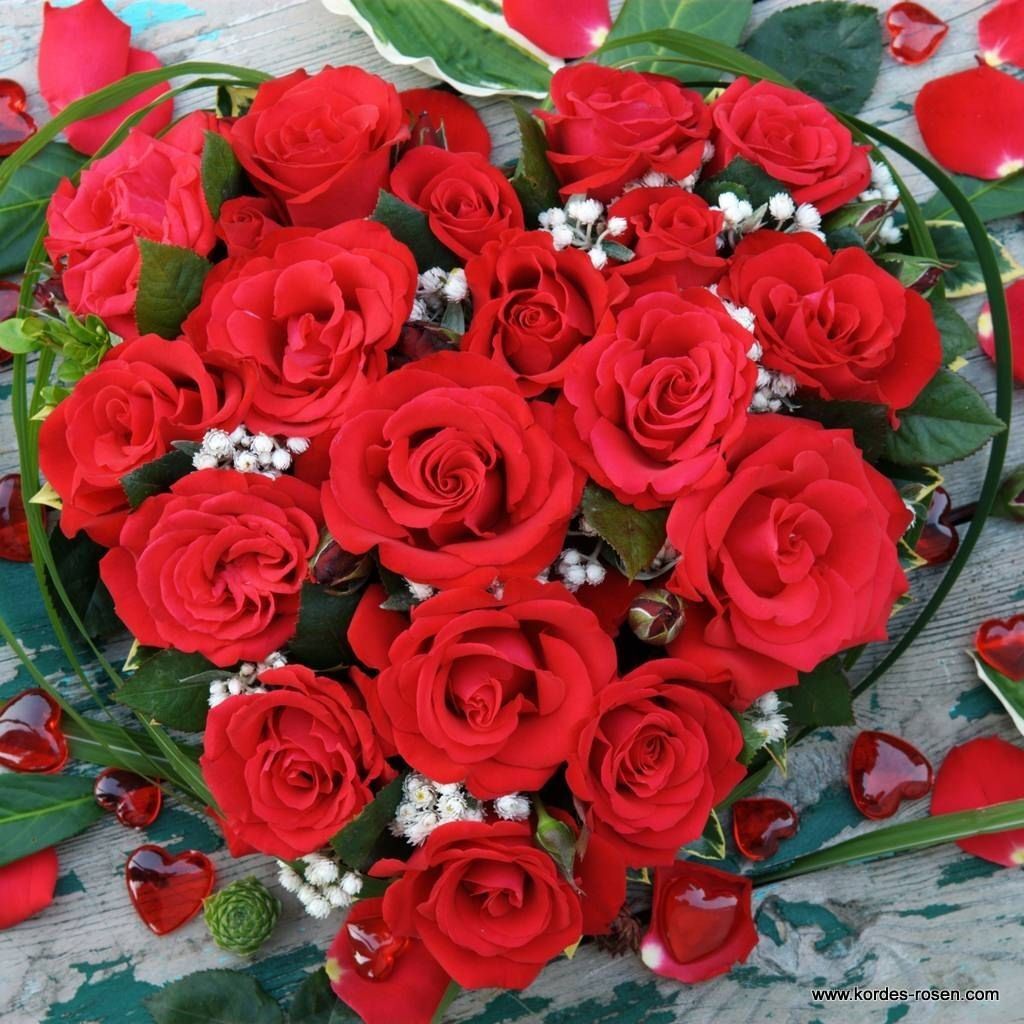 Yediveren Tüplü Hybrid Tea Roses Amore FC Soğuğa Dayanıklı Masal Gülü Fidanı