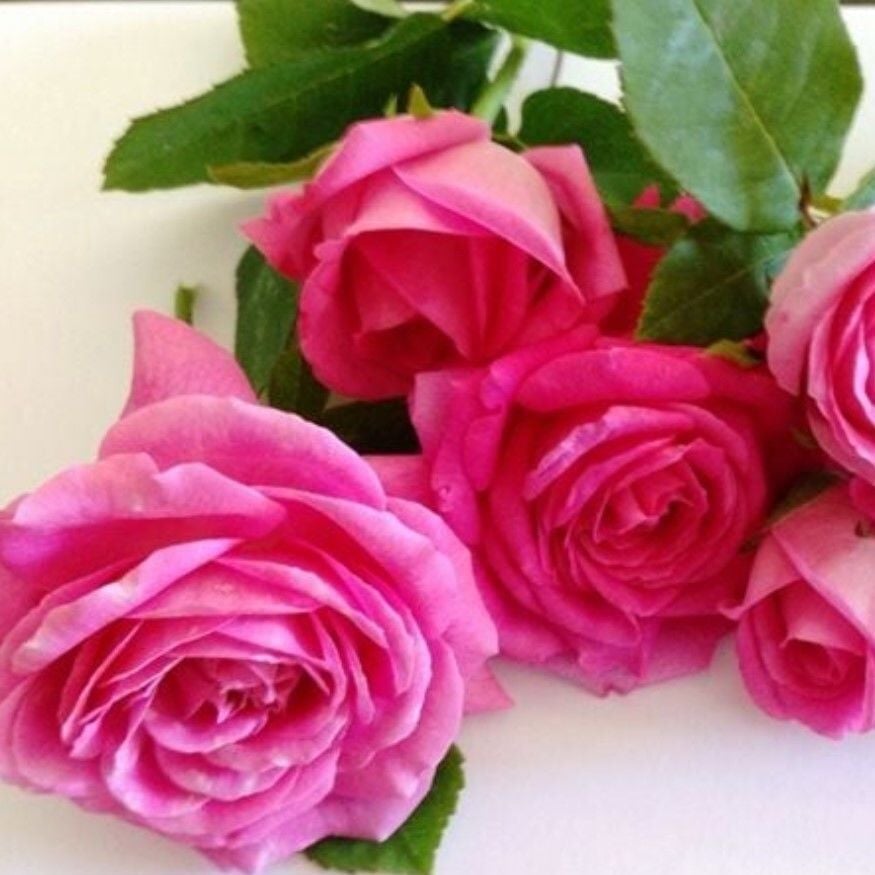 Tüplü Soğuğa Dayanıklı Yediveren Kokulu Reçellik Isparta Gül Fidanı