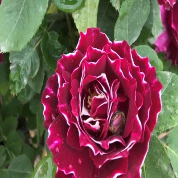 Çok Yaşlı Nadir Kokulu Clove Rose Karanfil Yediveren Sarmaşık Gül Fidanı (130-160 cm)