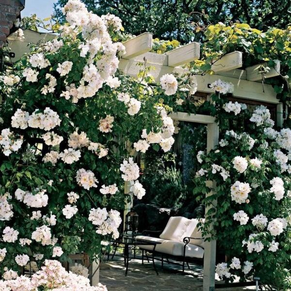 Çok Yaşlı Soğuğa Dayanıklı Kokulu Yediveren Bride Crown Beyaz Sarmaşık Gül Fidanı(120-200 CM)