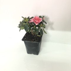 Pembe Beyaz Double Love Saksıda Açelya Çiçeği Fidanı