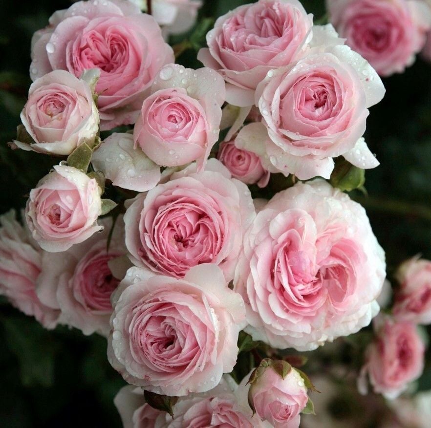 Tüplü Katmerli Blush Fc Multi Goncalı Soğukklara Dayanıklı Yediveren Gül Fidanı
