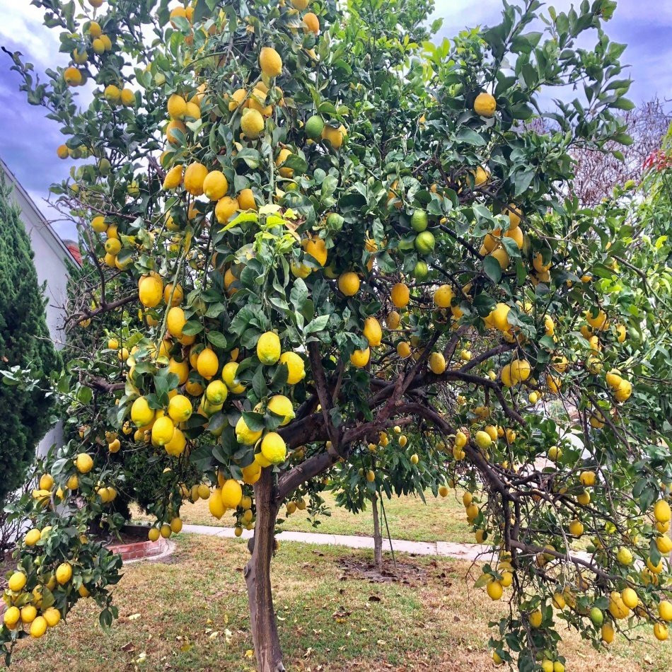 Tüplü Bodur Yediveren Limon Fidanı (Meyveli)