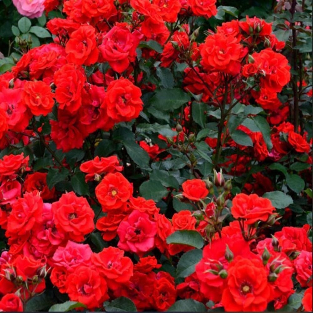 Tüplü Brillant Fc Kırmızı Yediveren Soğuğa Dayanıklı Multi Goncalı Masal Gülü Fidanı