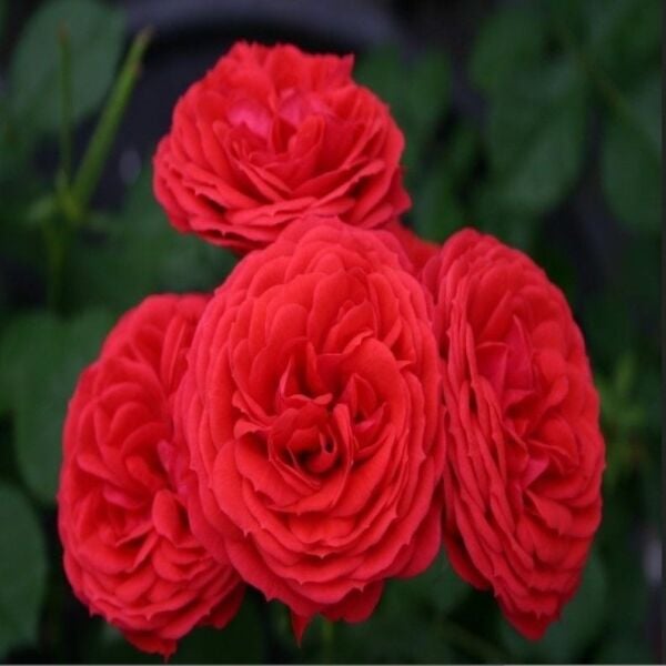 Tüplü Crimson Fc Çok Goncalı Yediveren Masal Gül Fidanı