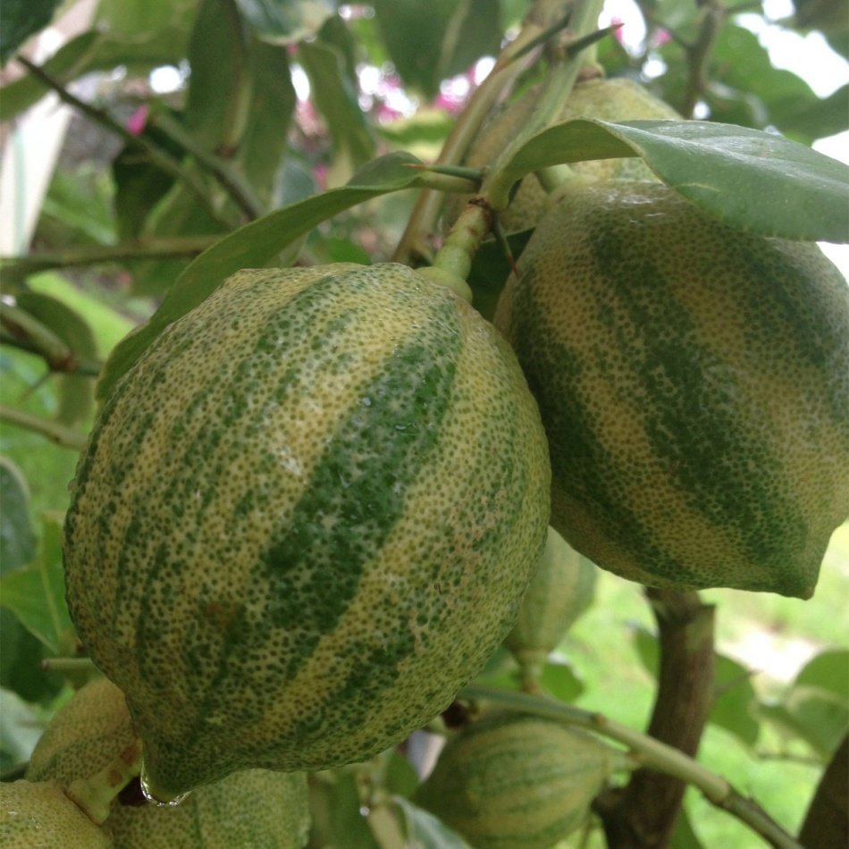 Tüplü Yemesi Güzel Süs Limon Fidanı