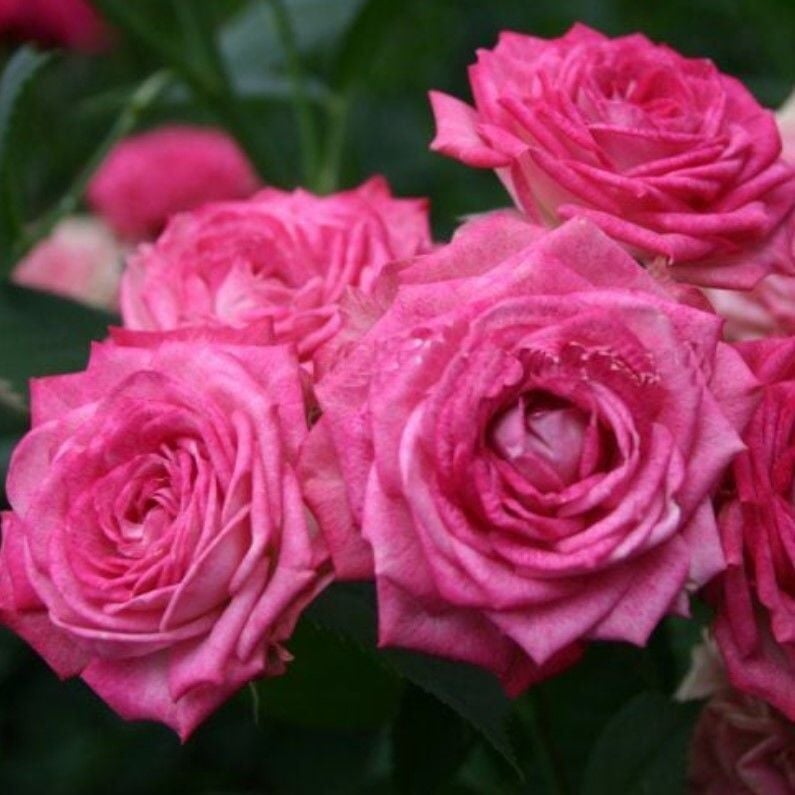 Tüplü Duet Fc Çok Goncalı Yediveren Masal Gül Fidanı