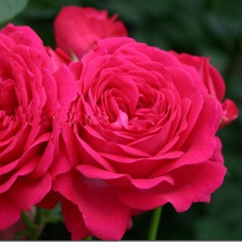 Yediveren Tüplü Esmeralda Fc Çok Goncalı Gül Fidanı