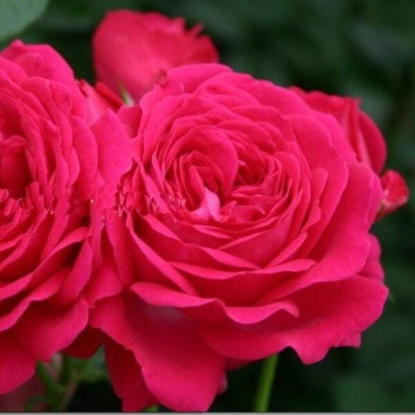 Yediveren Tüplü Esmeralda Fc Çok Goncalı Gül Fidanı