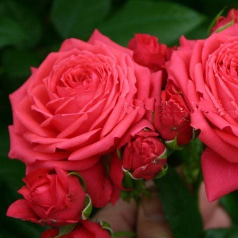 Tüplü Multi Goncalı Yediveren Florence Çok Goncalı Gül Fidanı