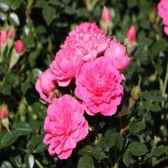 Yer Örtücü Knirps Pembe Gül Fidanı