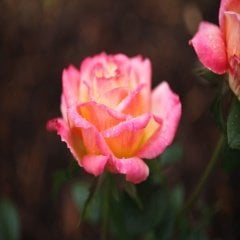 Tüplü Nostalji Liberty Bell Pembe Beyaz Gül Fidanı