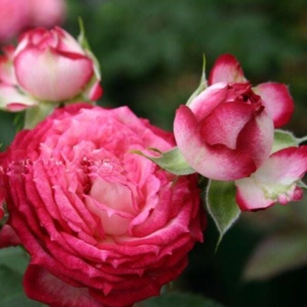 Tüplü Çok Goncalı Soğuğa Dayanıklı Yediveren Nicole FC Gül Fidanı