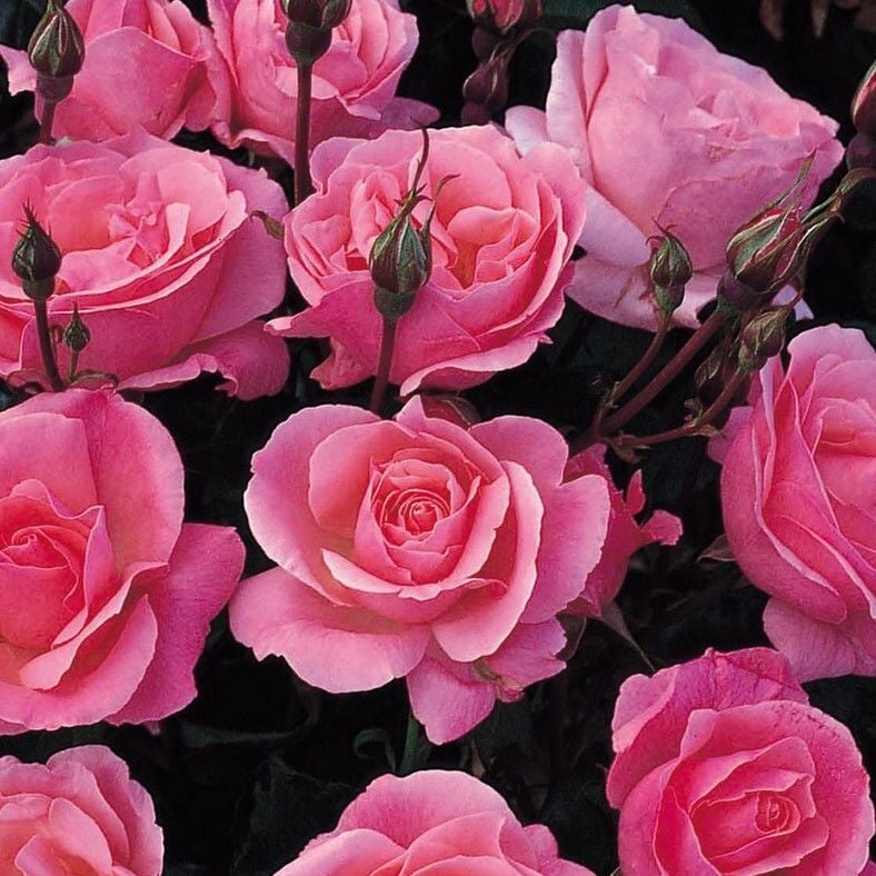 Yediveren Tüplü Çok Goncalı Soğuğa Dayanıklı Pink Fc Masal Gül Fidanı