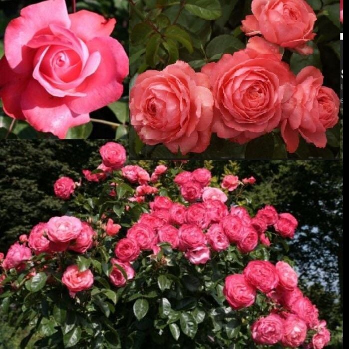 Yediveren Tüplü Çok Goncalı Soğuğa Dayanıklı Rosanna Gül Fidanı