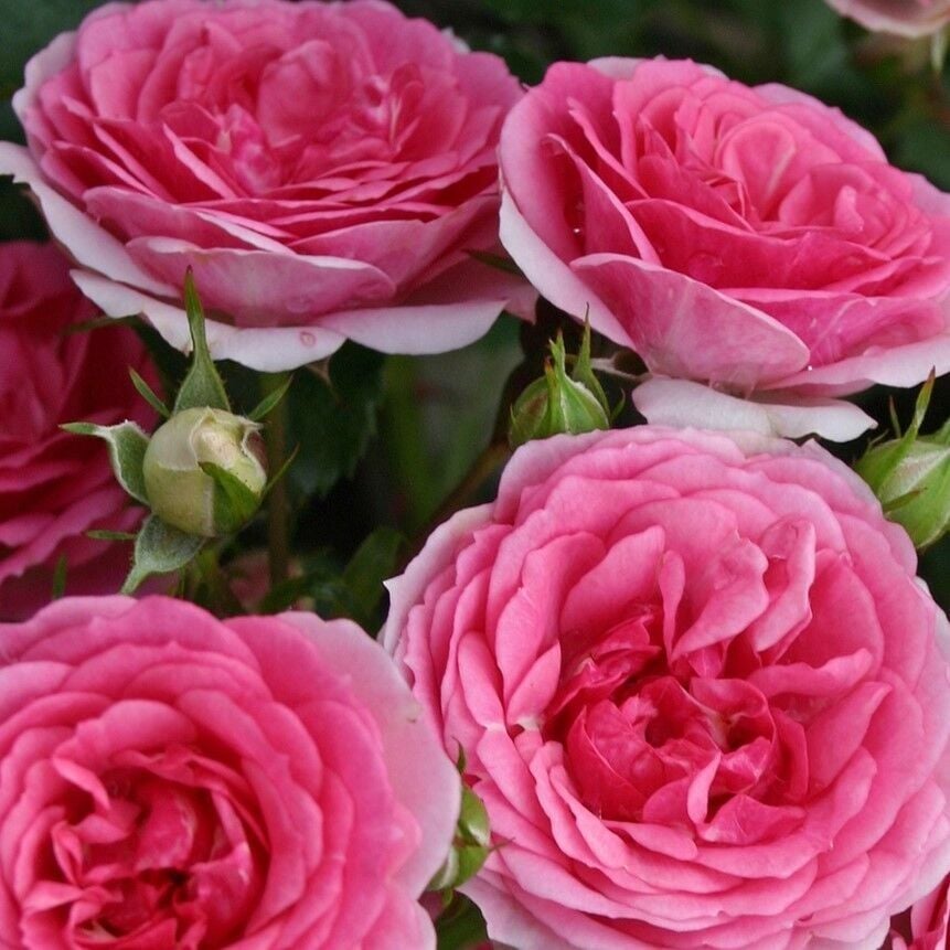 Yediveren Tüplü Çok Goncalı Soğuğa Dayanıklı Royal Gül Fidanı