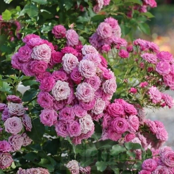 Tüplü Ramira Yediveren Çok Goncalı Masal Gülü Fidanı Gül Çemberi