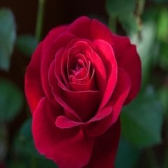 Tüplü Nostalji Emma Kırmızı Gül Fidanı
