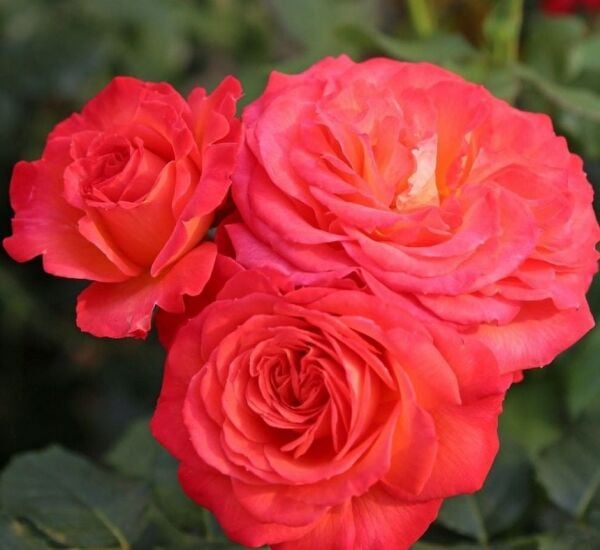 Tüplü Vulcano Yediveren Çok Goncalı Masal Gülü Fidanı