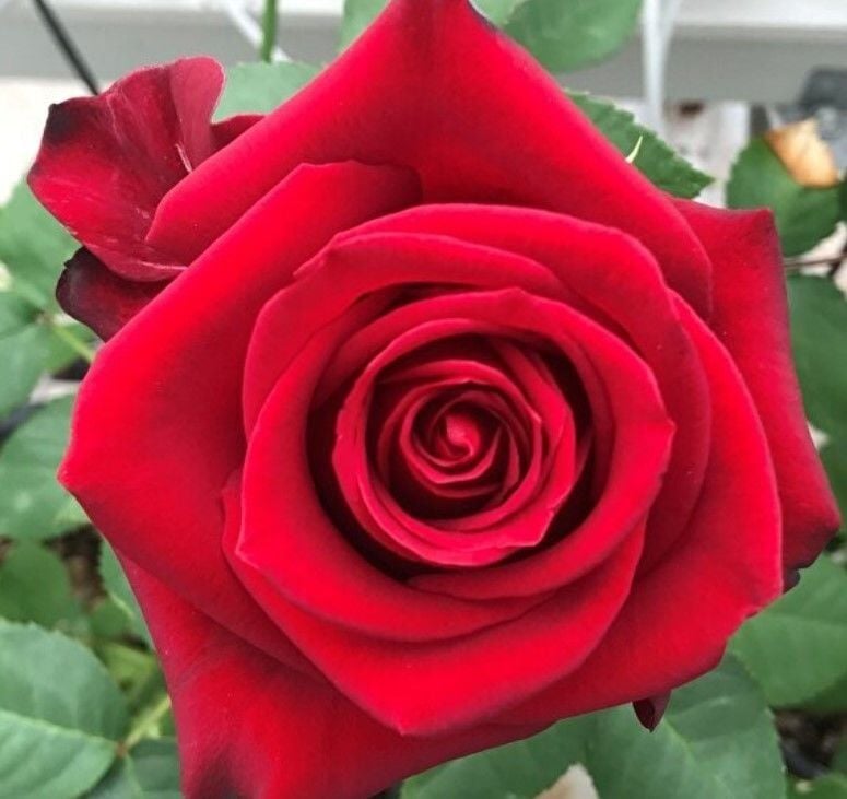 Yediveren Tüplü Yoğun Kokulu Tatiana Gül Fidanı