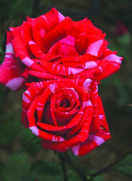 Tüplü Soğuğa Dayanıklı Yediveren Kokulu Sultana Gül Fidanı