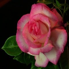 Tüplü Nostalji Kokulu Esma Nar Çiçeği Gül Fidanı