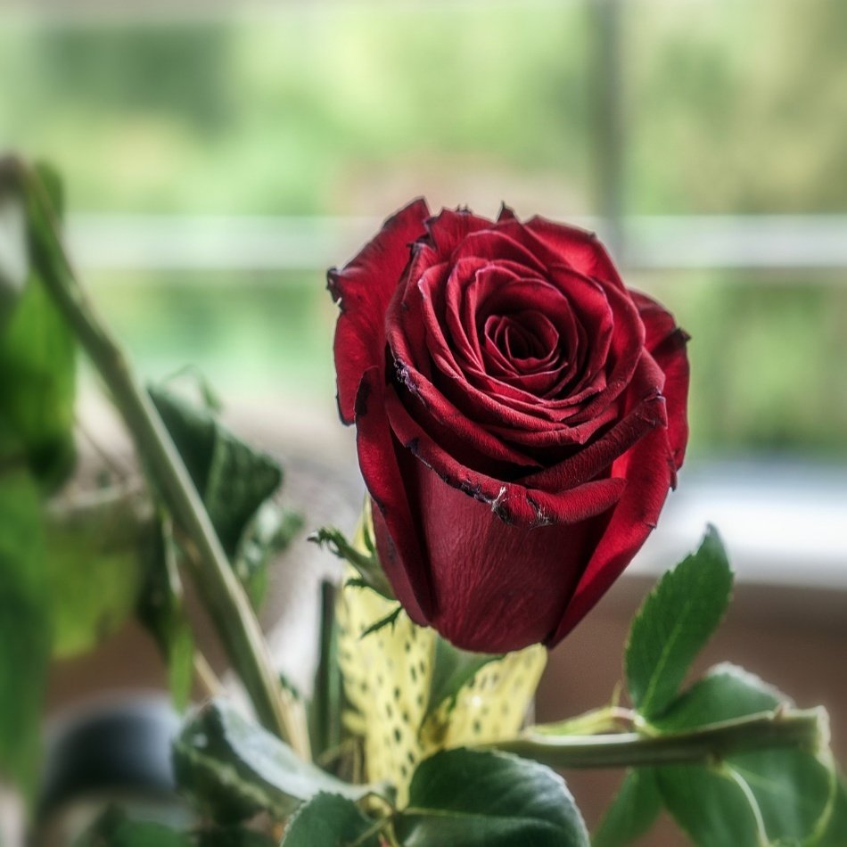 Tüplü Nostalji Esmeray Bordo Gül Fidanı