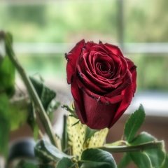 Tüplü Nostalji Esmeray Bordo Gül Fidanı